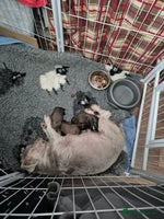 Mixed Breed dogs Ready next week .. - Advert 3