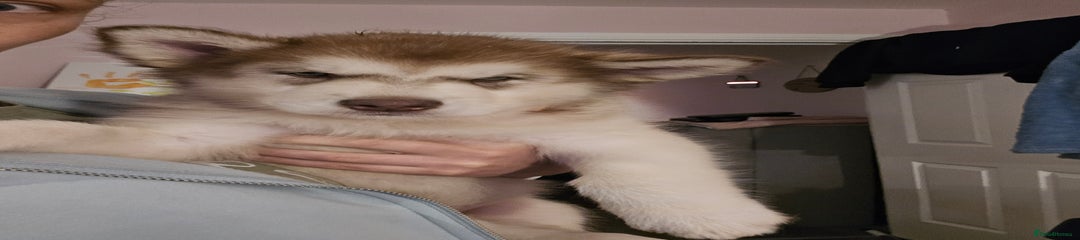 Alaskan Malamute Puppy 5