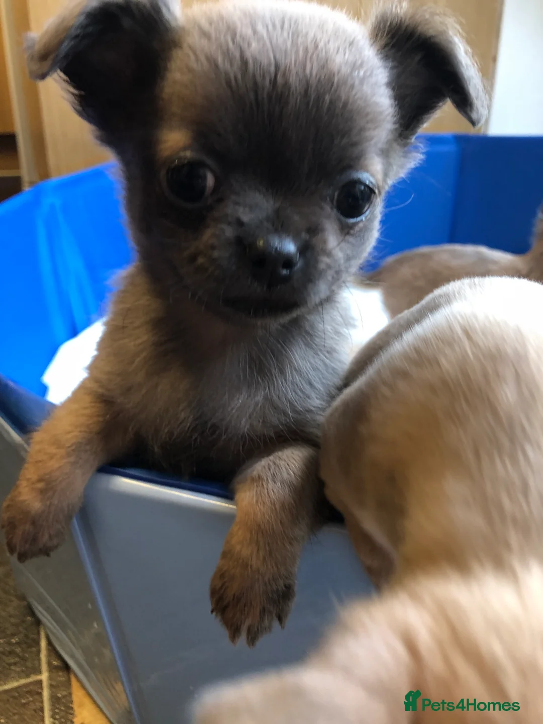 Chihuahua dogs for sale: Long haired and short haired chihuahua puppies - Advert 24