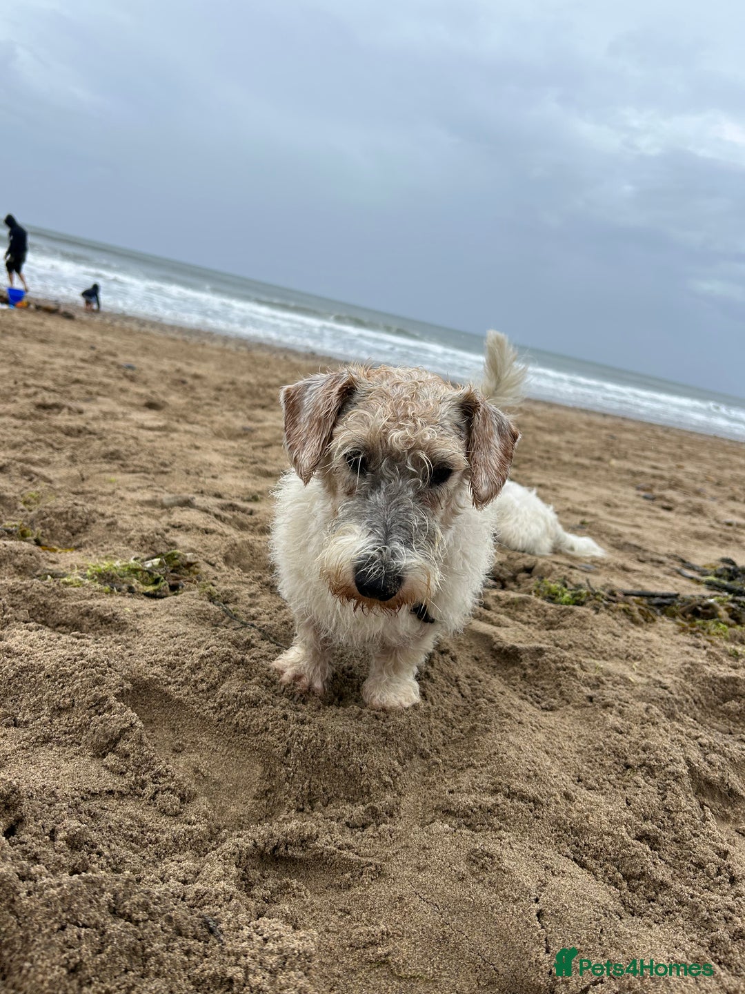 Sealyham Terrier dogs for sale: Sealyham terrier crosses 1 boy available  - Advert 8