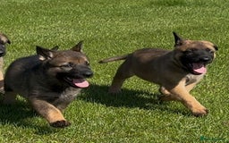 German Shepherd dogs for sale: Part of our family ♥️ - Image 1