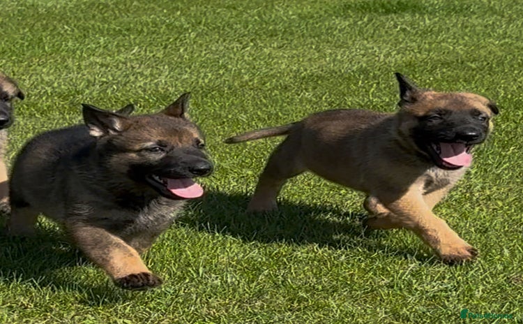 German Shepherd dogs - Advert 3