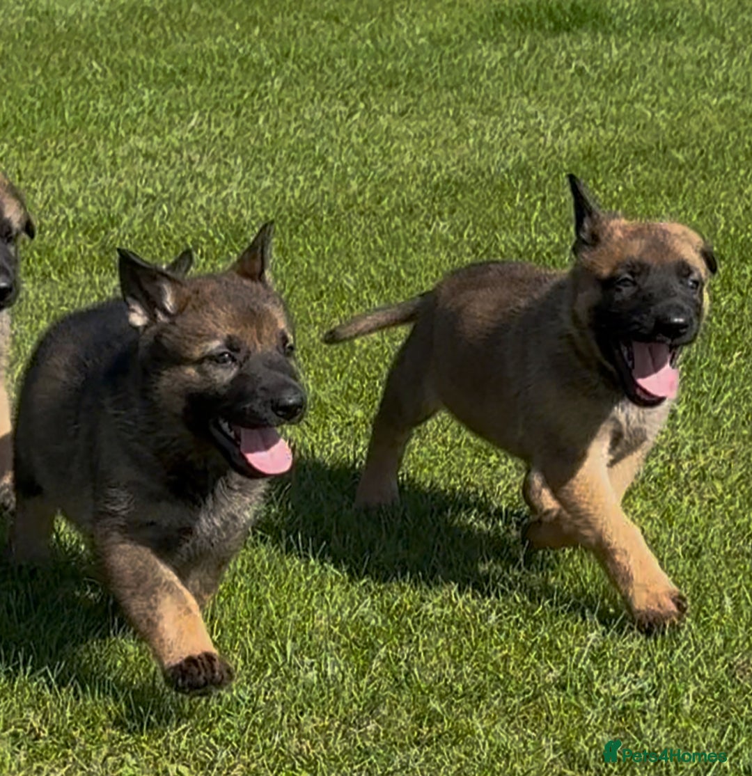 German Shepherd dogs for sale: Part of our family ♥️ - Image 1