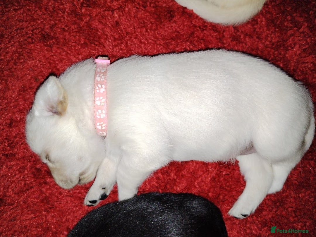 Labrador Retriever dogs for sale: Chunky Yellow & Black Labrador Puppies - Advert 6