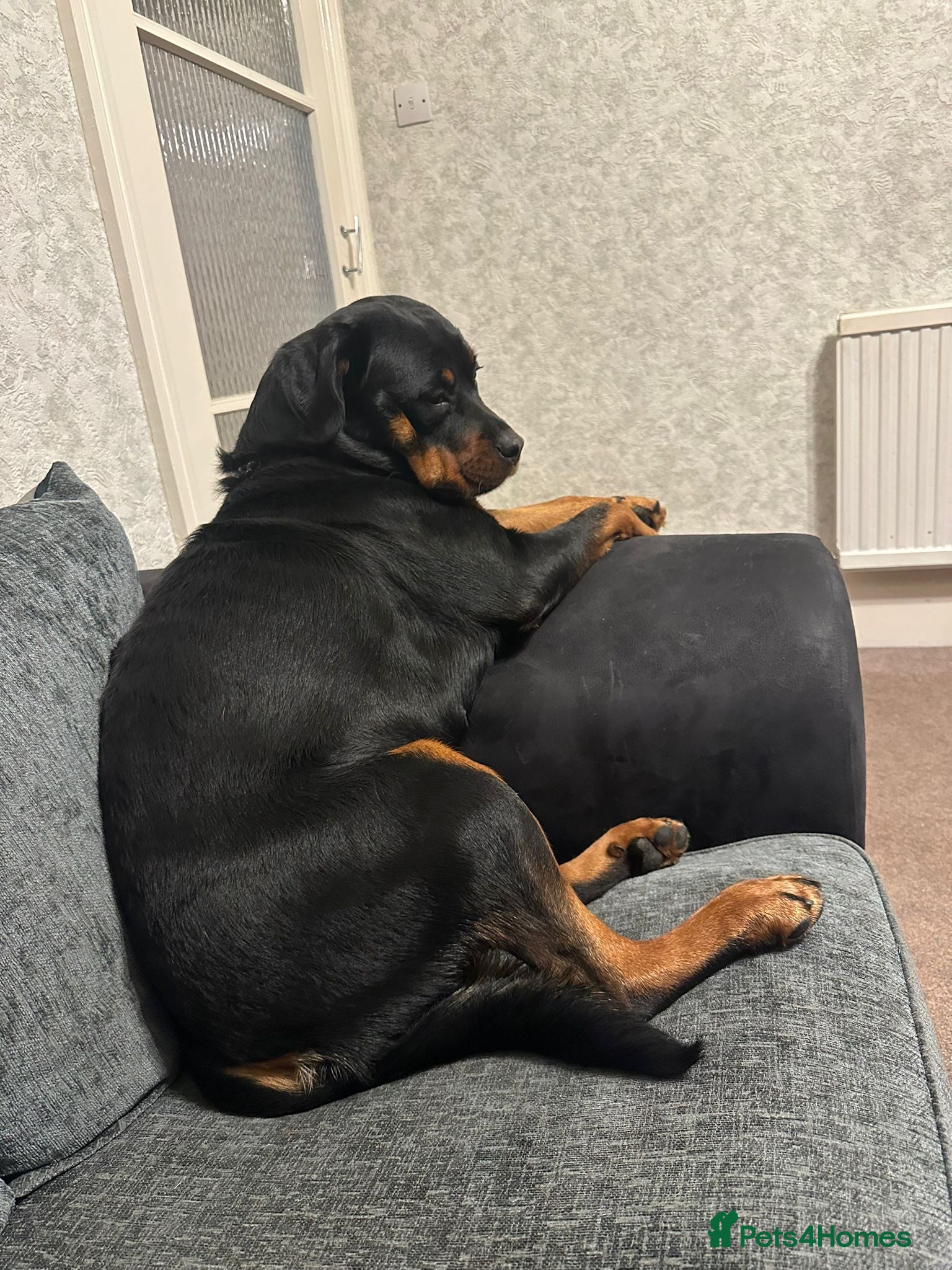 Rottweiler dogs Gorgeous rottweiler pups - Advert 1