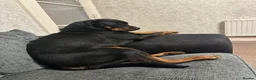 Rottweiler dogs for sale: Gorgeous rottweiler pups - Advert 1