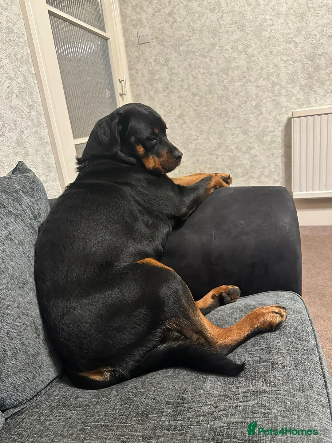Rottweiler dogs for sale: Gorgeous rottweiler pups - Advert 1