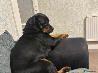 Rottweiler dogs Gorgeous rottweiler pups - Advert 1