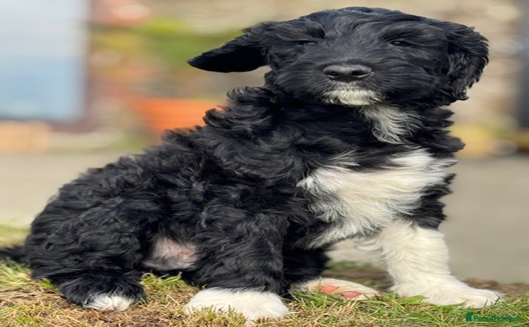 Portuguese Water Dog dogs - Advert 1