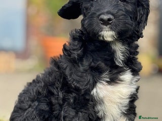 Portuguese Water Dog dogs - Advert 1