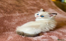Ragdoll cats for sale: Quality kittens from DNA tested parents - Image 8