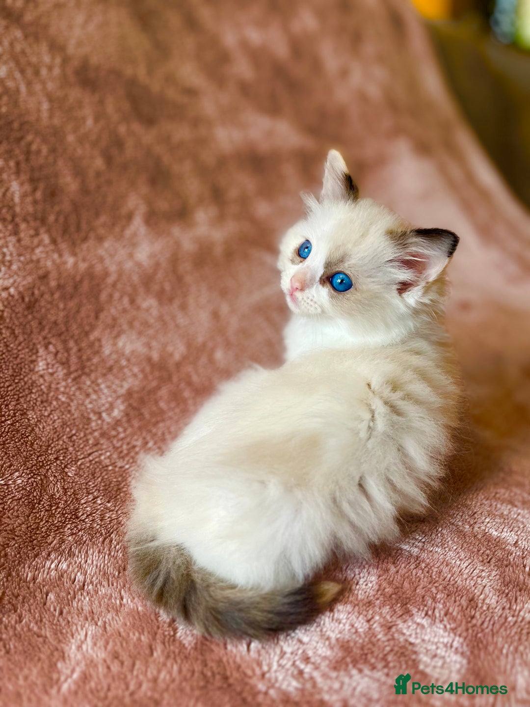 Ragdoll cats for sale: Quality kittens from DNA tested parents - Image 8