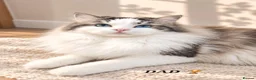 Ragdoll cats for sale: STUNNING TICA REGISTRED RAGDOLLS - Advert 6