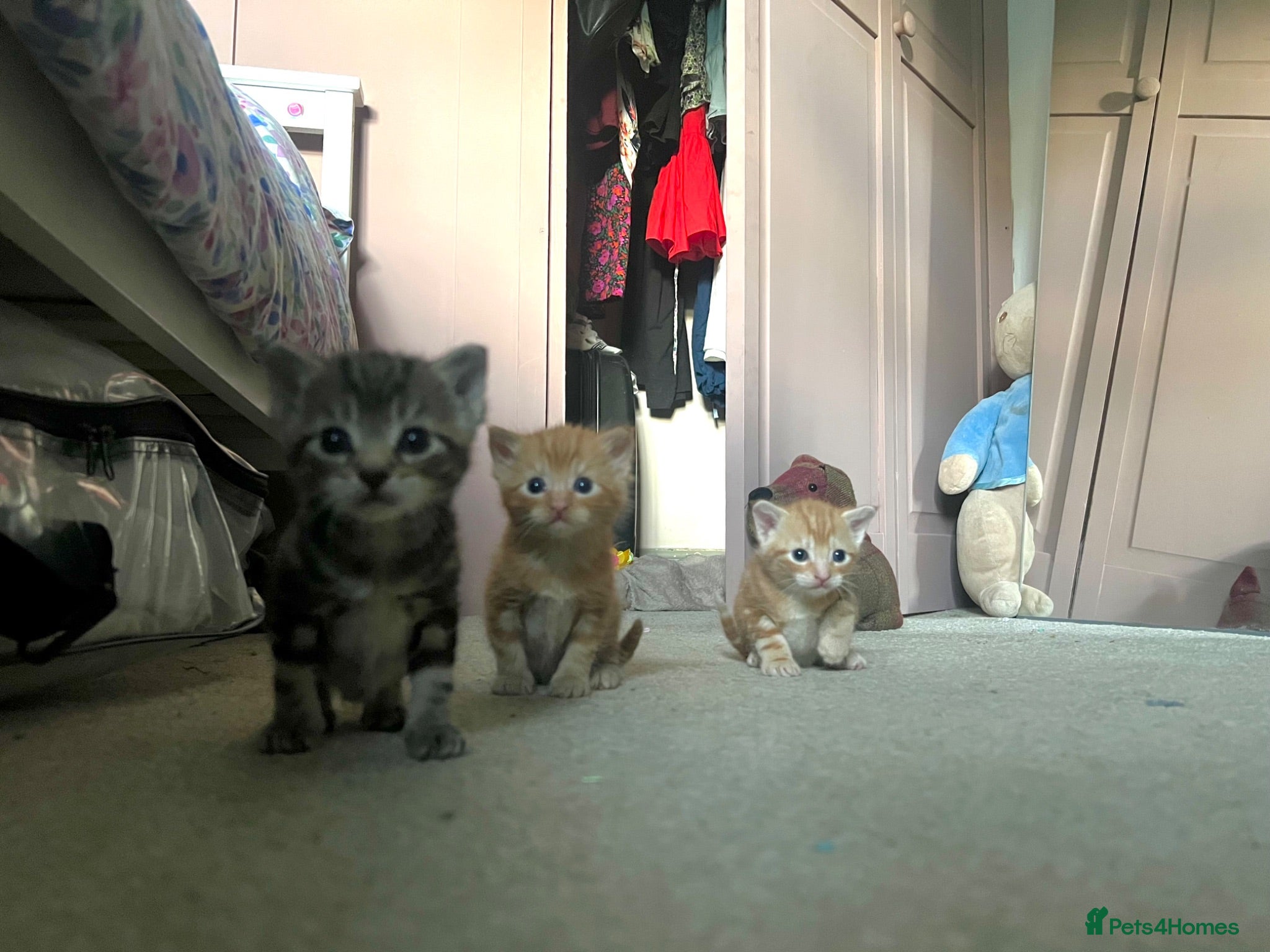 Domestic Shorthair cats Gorgeous litter - 2 ginger boys and 1 tabby girl  - Advert 1