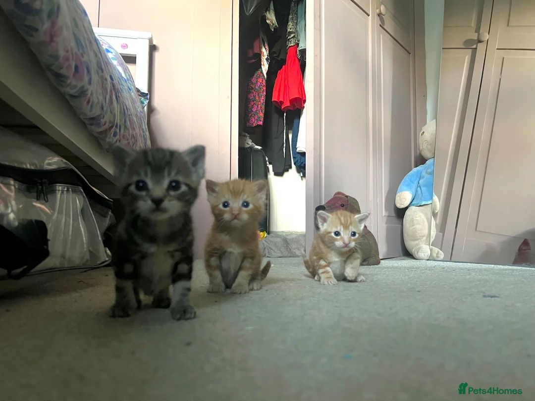 Domestic Shorthair cats for sale: Gorgeous litter - 2 ginger boys and 1 tabby girl  - Advert 1
