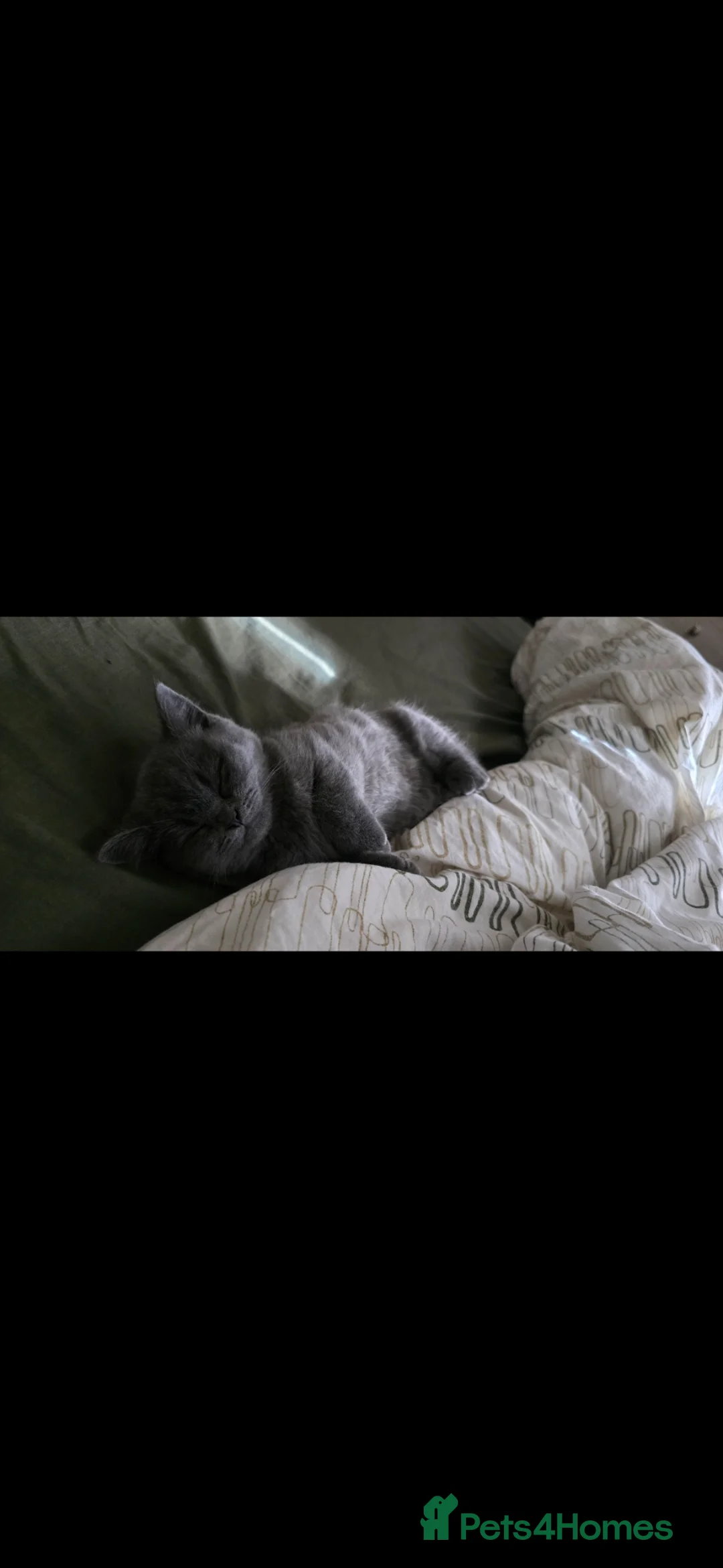 British Shorthair cats for sale: Special British Shorthair kitten  in Fareham - Advert 2