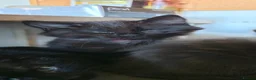Mixed Breed cats for sale: 5 adorable mixed breed kittens - Advert 13