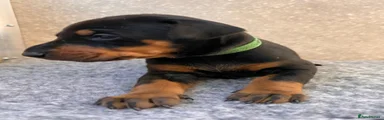 Green Collar
