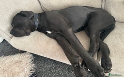 Cane Corso dogs for sale: Prada Female Cane Corso - Image 3