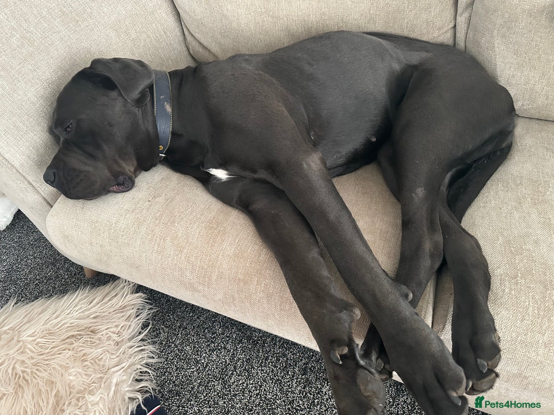 Cane Corso dogs for sale: Prada Female Cane Corso - Image 3