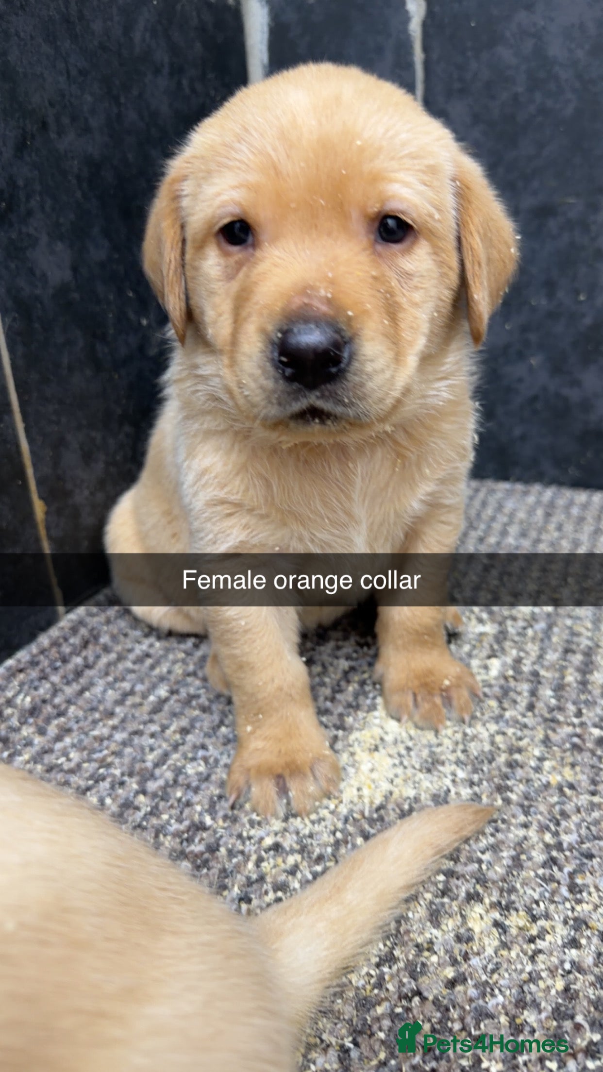 Labrador Retriever dogs Beautiful chunky Labrador pups  - Advert 2