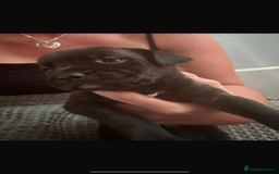 Presa Canario dogs for sale: Presa canarios  - Image 2
