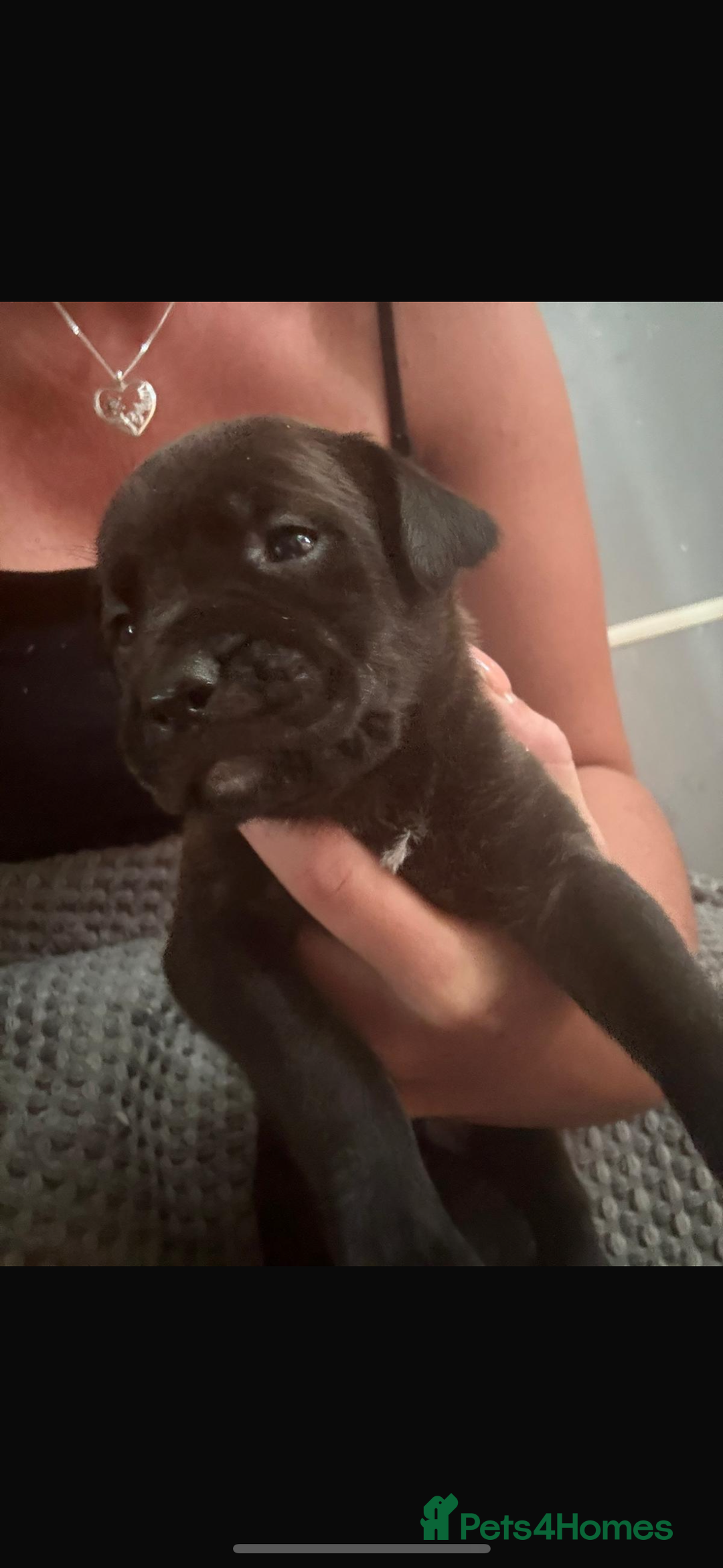 Presa Canario dogs for sale: Presa canarios  - Image 2