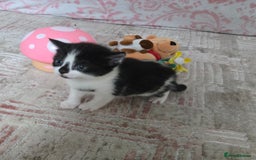 Mixed Breed cats for sale: Pretty black and white fluffy kittens - Image 11
