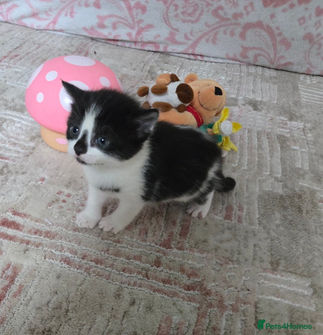 Mixed Breed cats for sale: Pretty black and white fluffy kittens - Image 11