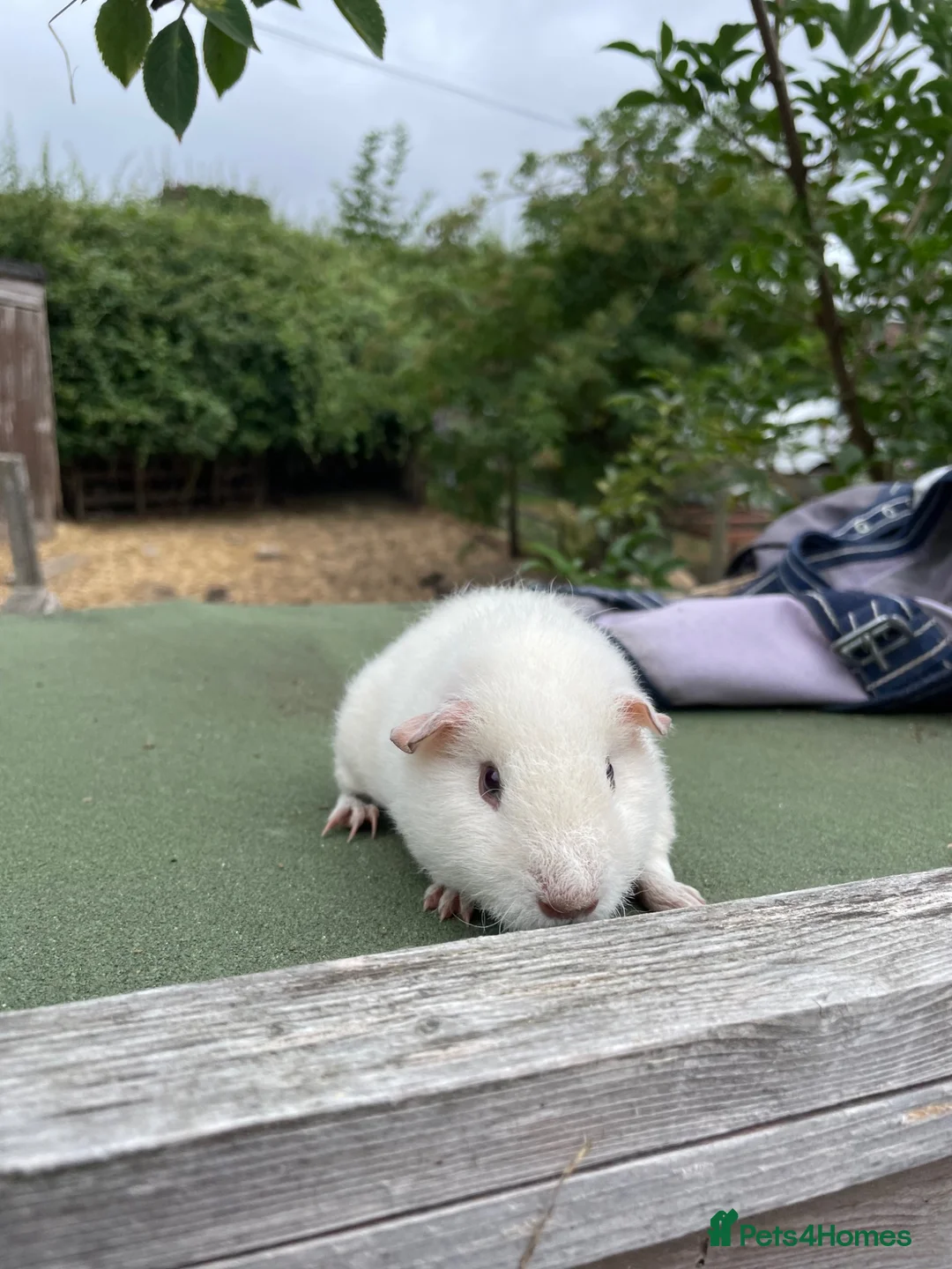 Guinea Pig rodents for sale: White guinea pigs for sale  - Advert 2