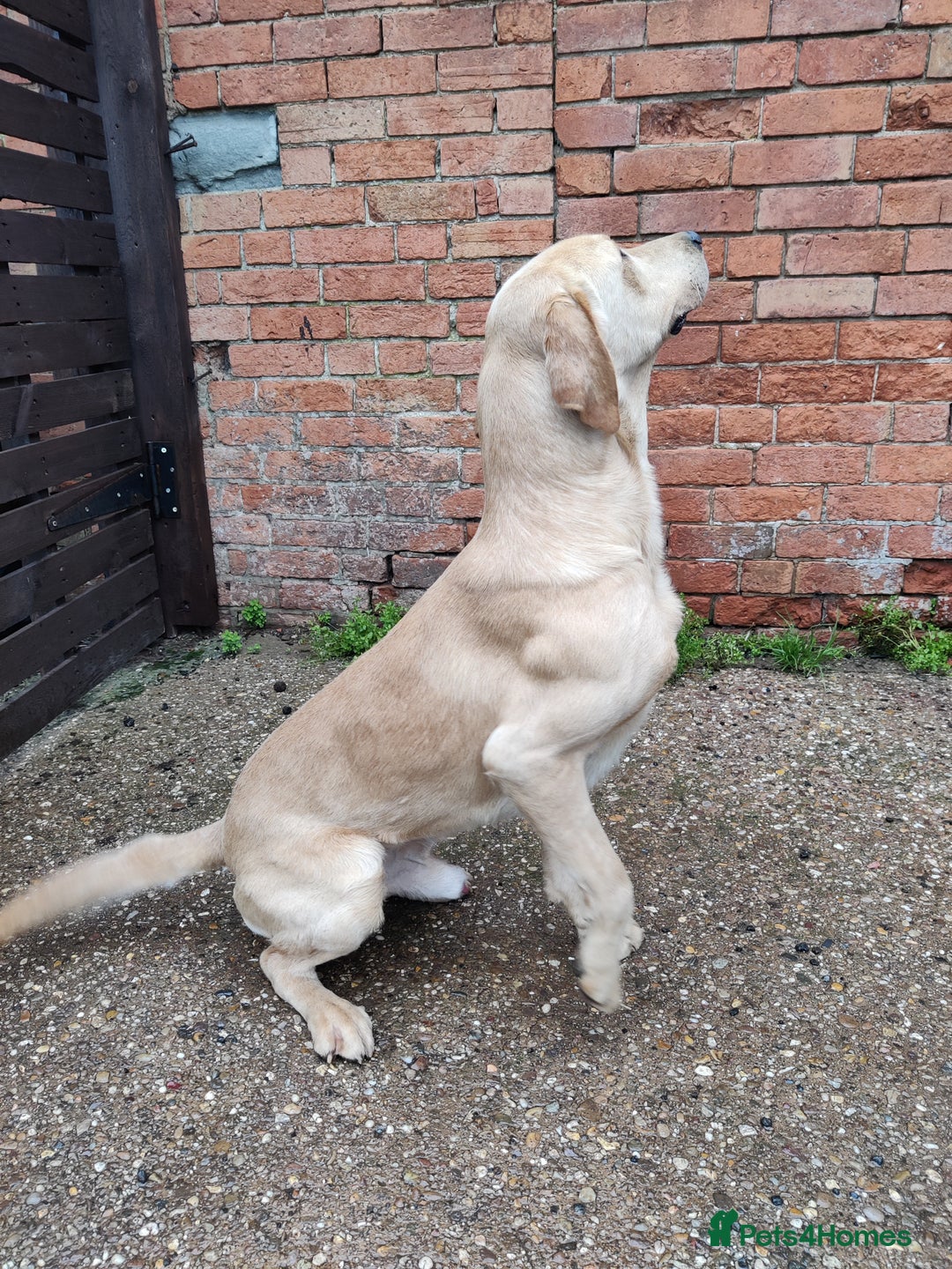 Labrador Retriever dogs for sale: Charming Male Labrador - Advert 3