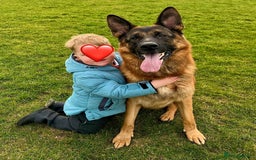 German Shepherd dogs for sale: Litter of puppies with a World Class Pedigree  - Advert 4