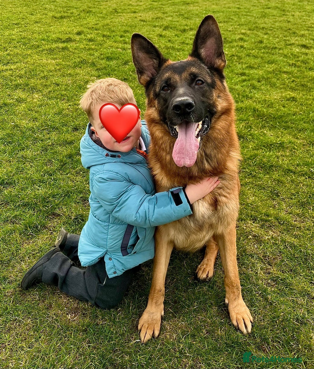 German Shepherd dogs for sale: Litter of puppies with a World Class Pedigree  - Advert 4