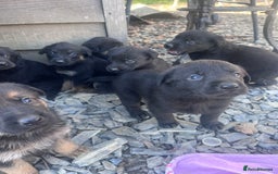 Labrador Retriever dogs for sale: Incredible repeat mating  - Image 20