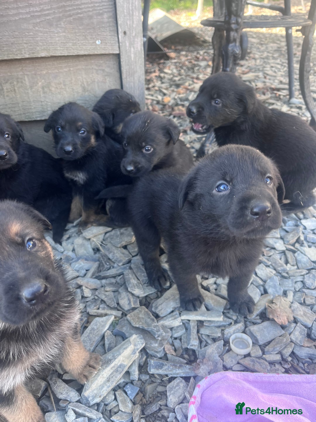 Labrador Retriever dogs for sale: Incredible repeat mating  - Image 20