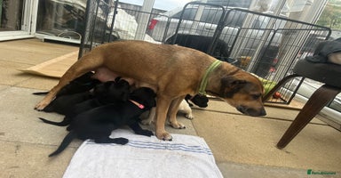 Mixed Breed dogs - Advert 12