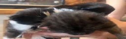 Mixed Breed cats for sale: Beautiful fluffy kittens  - Advert 22