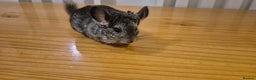 Chinchilla rodents for sale: Baby Chinchilla Kit - Manchester area - Advert 2