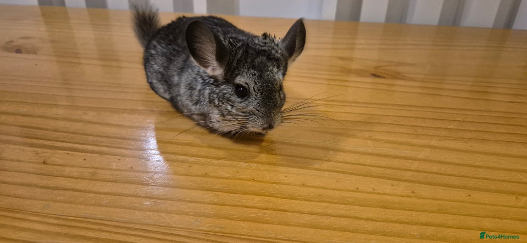 Chinchilla rodents for sale: Baby Chinchilla Kit - Manchester area - Advert 2
