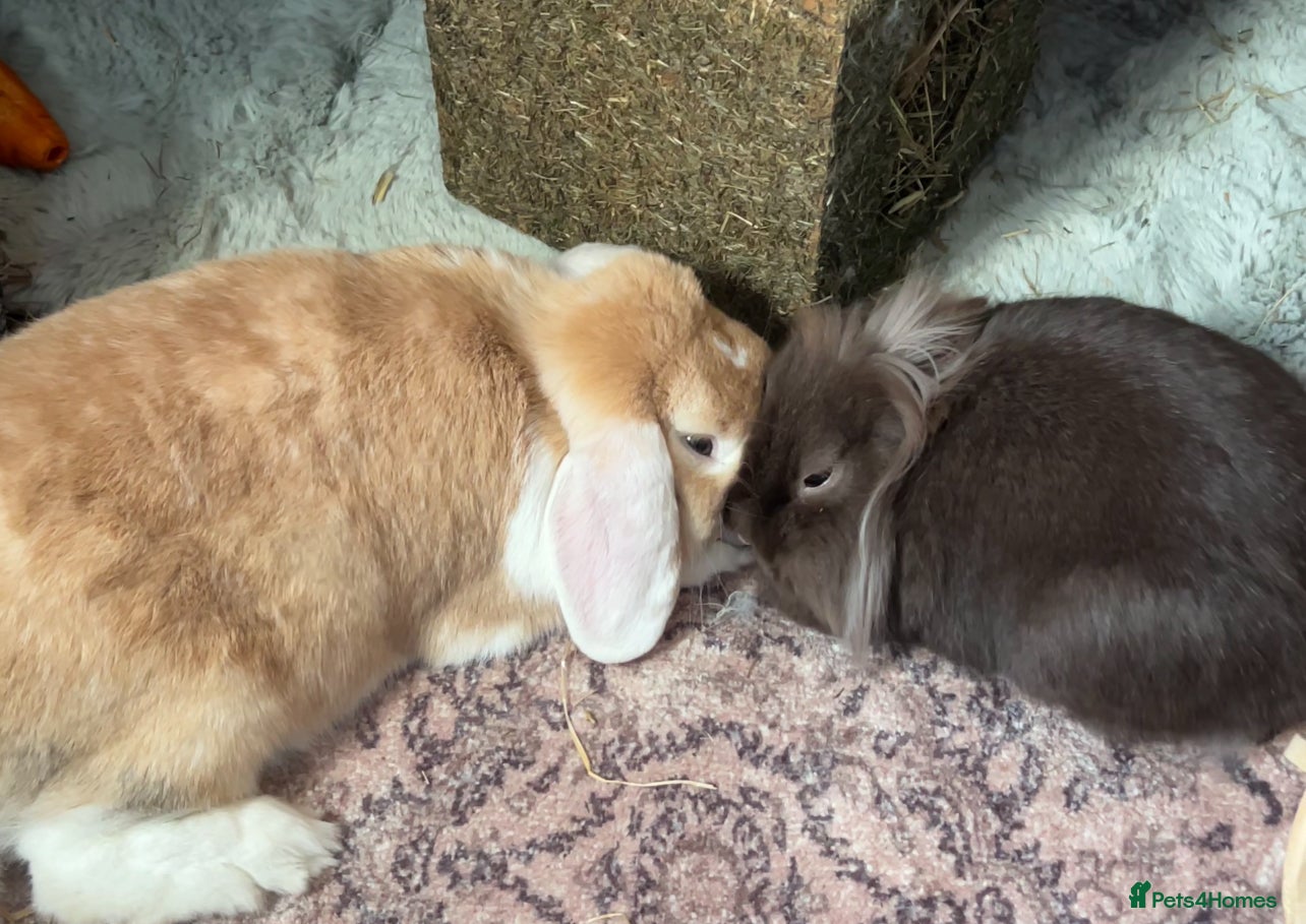 Mixed Breed rabbits for sale: Bonded female and male for a loving home  - Advert 1