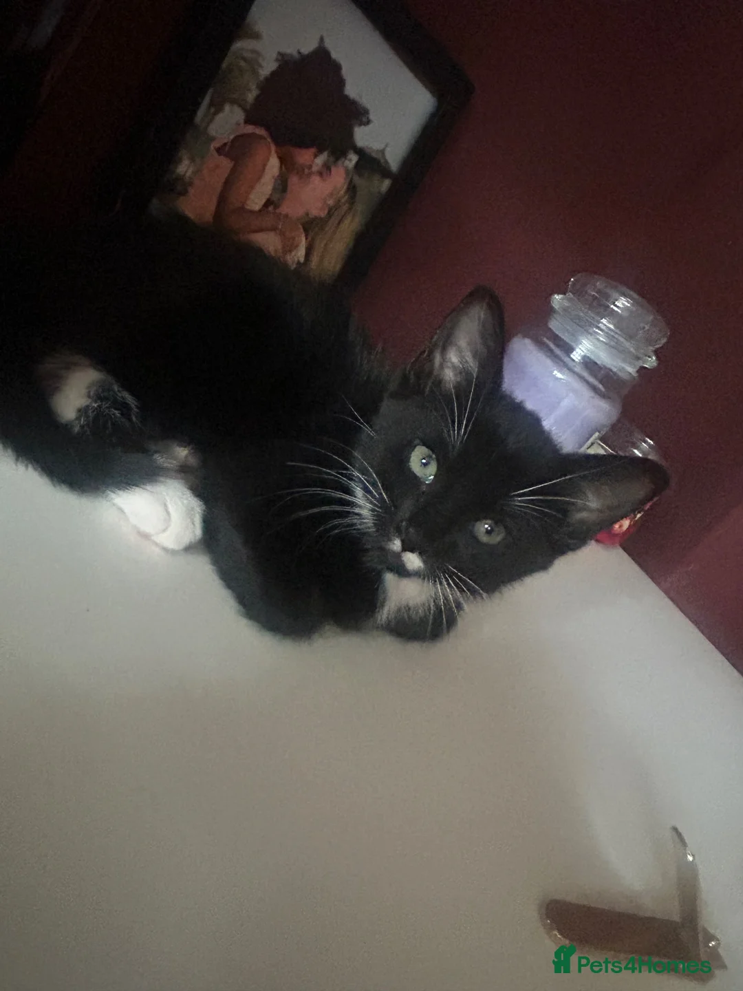Mixed Breed cats for sale: 3 back and white kittens  - Advert 12