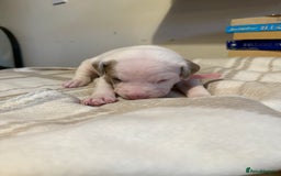 Mixed Breed dogs for sale: Staffie cross American bulldog chunky puppy’s  - Image 10