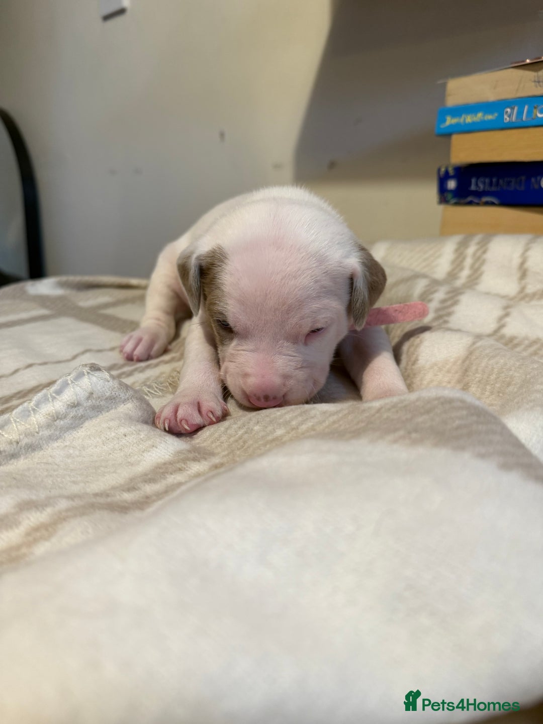 Mixed Breed dogs for sale: Staffie cross American bulldog chunky puppy’s  - Image 10