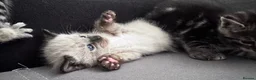 Mixed Breed cats for sale: 6 pretty little angel  in Northampton - Advert 28