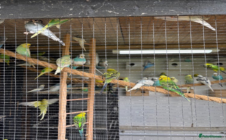 Budgerigars birds - Advert 2