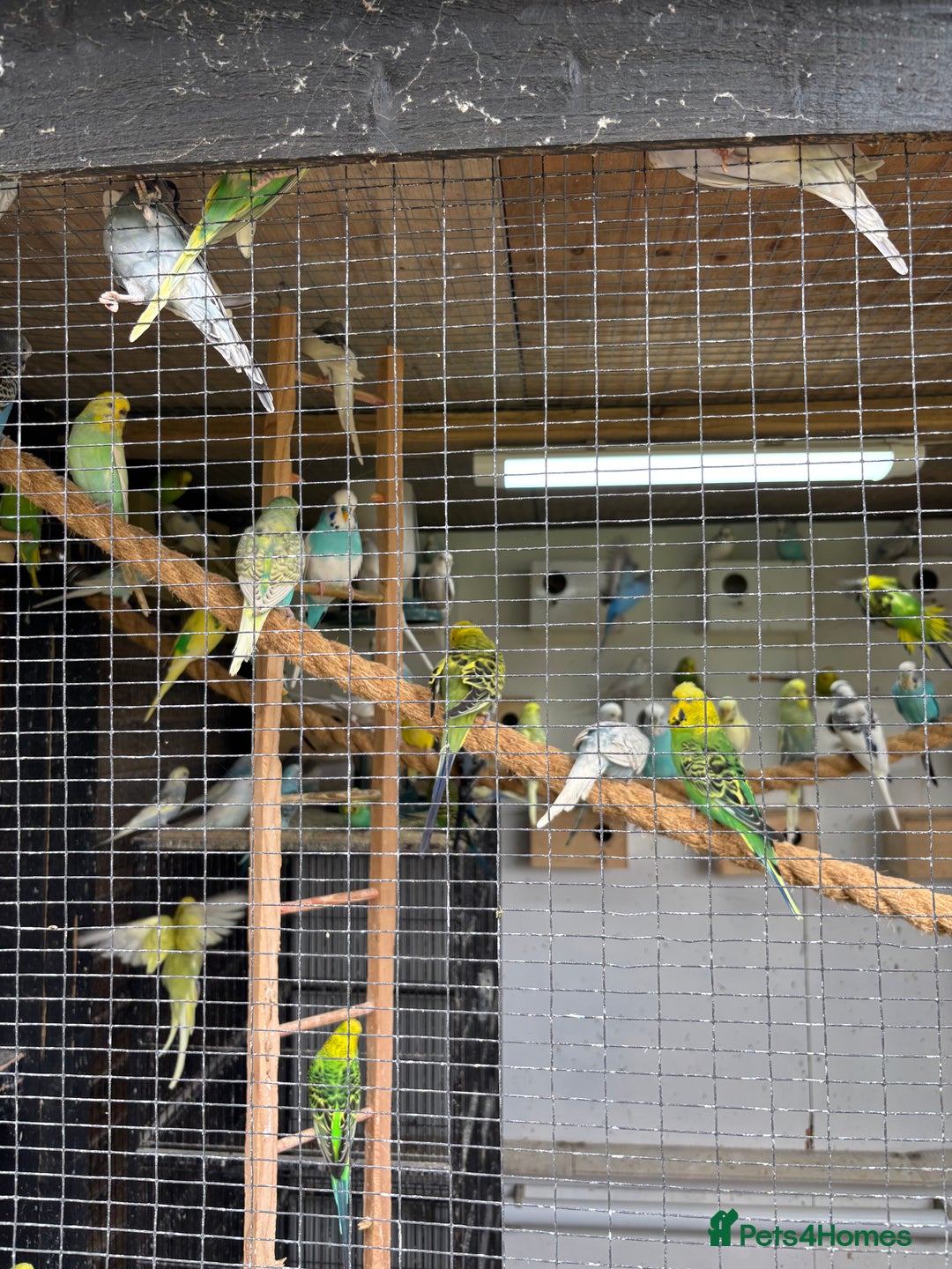 Budgerigars birds for sale: Various coloured budgies for sale - Image 1