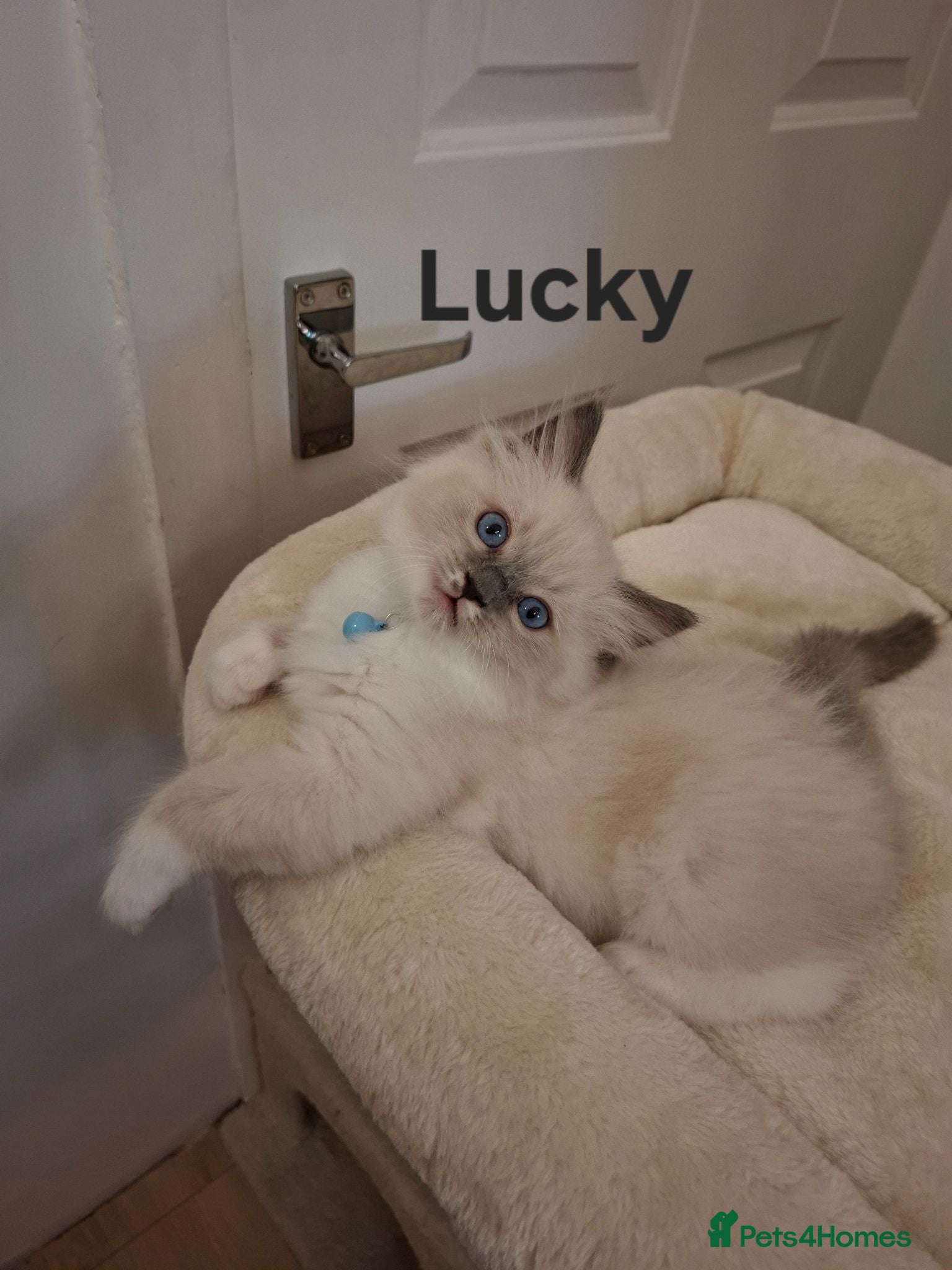 Ragdoll cats Purebread Ragdoll Kittens - TICA YORKSHIRE - Advert 1