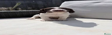 English Springer Spaniel 4