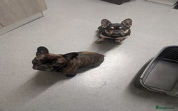 French Bulldog dogs for sale: French bulldog  - Image 1