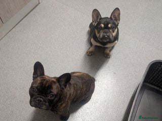 French Bulldog dogs - Advert 11